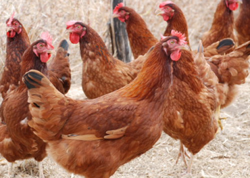 Nestlé não vai adquirir mais produtos oriundos de animais confinados 