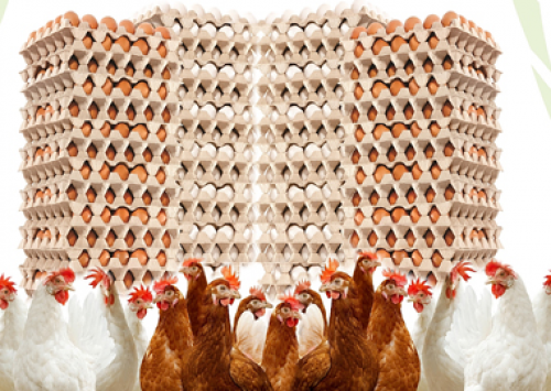 Isa-Hendrix realiza conferência para distribuidores do Brasil