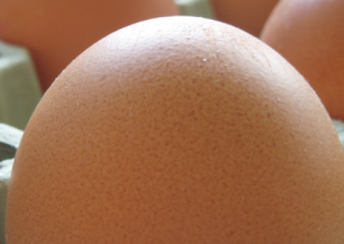 Menor oferta no volume de ovos interrompe queda de preços