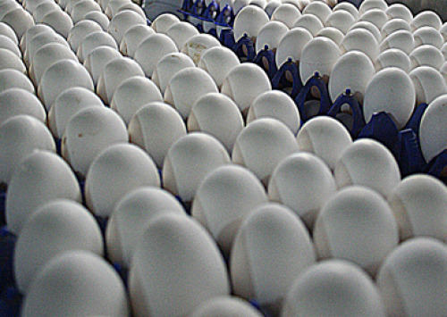 Mortalidade das aves devido ao calor ajuda a elevar preço do ovo