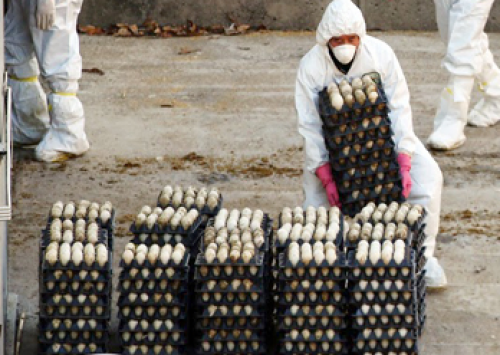 Gripe aviária nos Estados Unidos pode beneficiar o Brasil