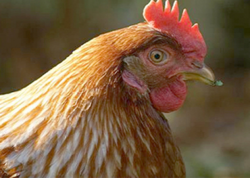 França confirma foco de influenza aviária de elevada patogenicidade