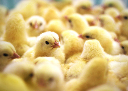 Fórum discute o direito e a ética na produção avícola