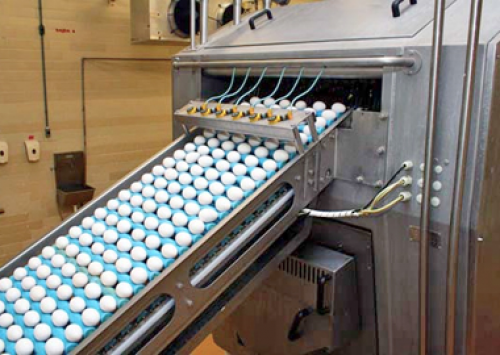 Fábrica de ovo líquido e em pó inaugura em setembro, na região de Bastos