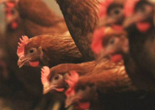 Iowa declara estado de emergência por causa da gripe aviária