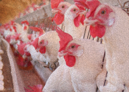 Influenza põe setor de postura de pernas para o ar nos Estados Unidos