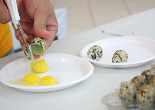 Concurso de Qualidade de Ovos de Bastos terá transmissão pela internet