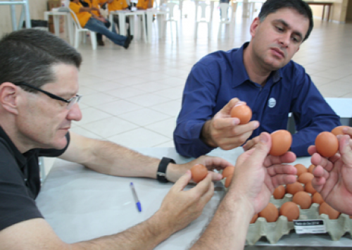 Canal do Ovo já está pronto para transmitir o Concurso de Qualidade de Ovos