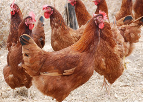 Famev realiza IX Encontro Técnico em Ciência e Tecnologias Avícolas