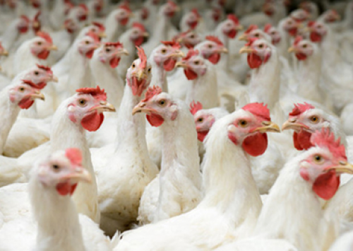 Influenza aviária já está em oito países da Europa, informam autoridades