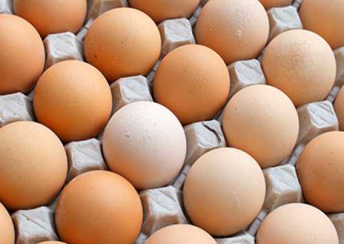Exportação de ovos cresce 25% mas não supera janeiro de 2016
