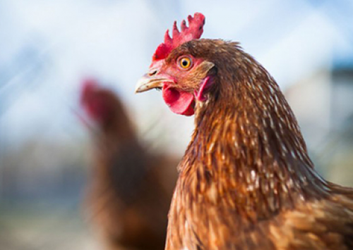 IMA alerta avicultores que 29 de fevereiro é o prazo final para o registro 