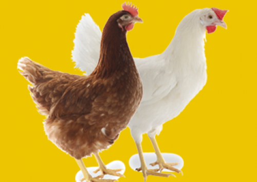 Planalto Postura traz ao Brasil as poedeiras Lohmann Lite NA