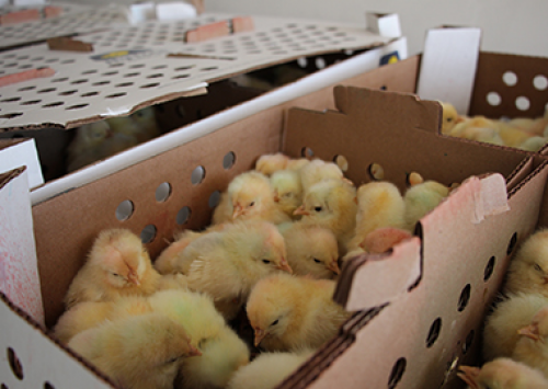 Hy-Line traz as primeiras linhas puras de genética de postura do Brasil