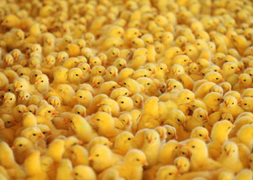 Brasil exportará material genético avícola para Cuba