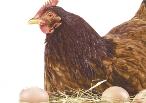 A saúde das galinhas e a qualidade dos ovos