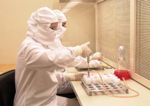 Israel autoriza Brasil a exportar ovos livres de patógenos específicos