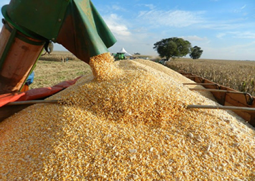 Brasil deve produzir 92,309 milhões de toneladas de milho em 2016/17