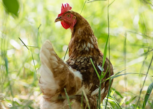 Fazenda da Toca promove curso sobre produção de ovos orgânicos