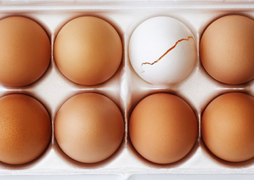 Má qualidade da casca pode gerar prejuízos, indicam especialistas da Ceva