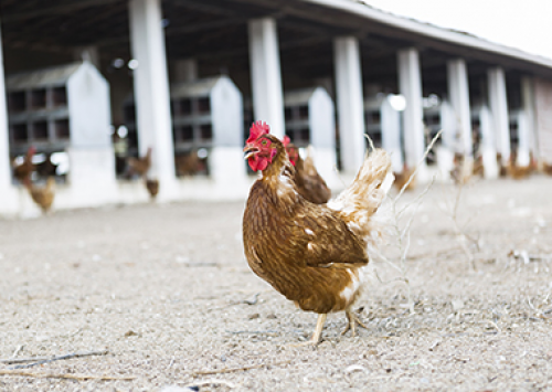 Tapuio Agropecuária terá 100% de galinhas fora de gaiolas até 2021
