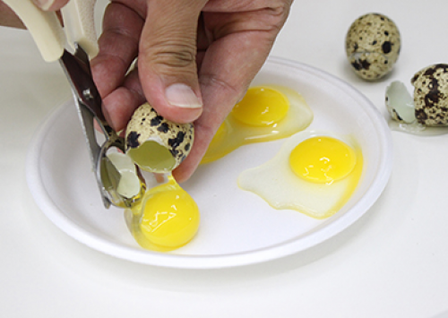 Concurso de Qualidade de Ovos de Bastos divulga seu regulamento para 2017