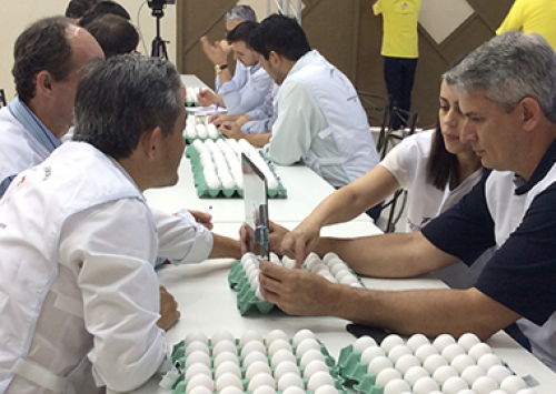 Concurso de Qualidade de Ovos de Bastos divulga comissão julgadora de 2017