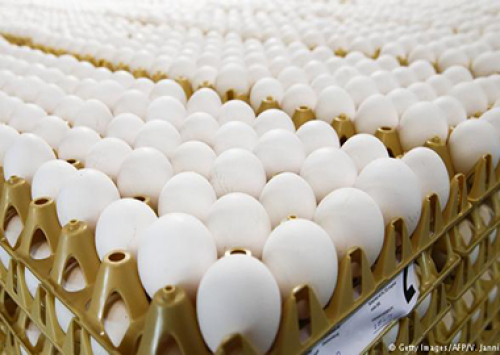 Milhões de ovos podem estar contaminados com fipronil na Europa