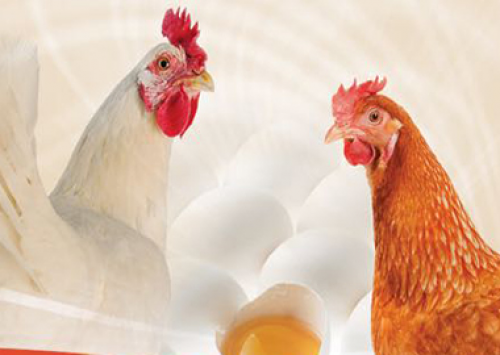 A poedeira do futuro é o tema do ciclo de palestras da DSM no CLA 2017