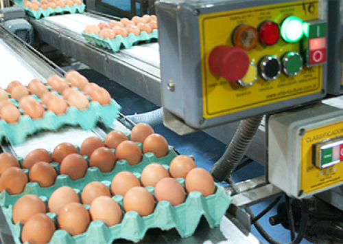 Jornal DCI mostra cenário positivo para a avicultura de postura em 2018