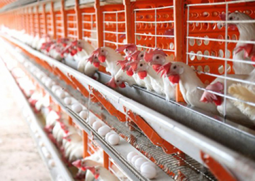 Avicultores de Terenos são destaque no portal Campo Grande News