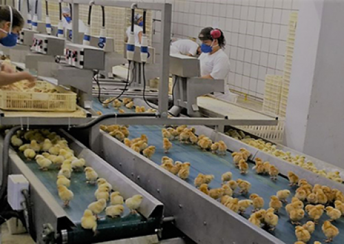 Hendrix conclui nova fase de estruturação do incubatório de Birigui (SP)