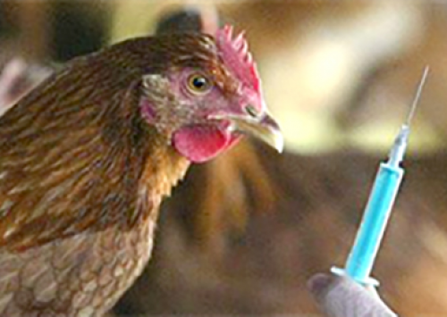 Trabalho de prevenção em sanidade detectou influenza aviária no México 