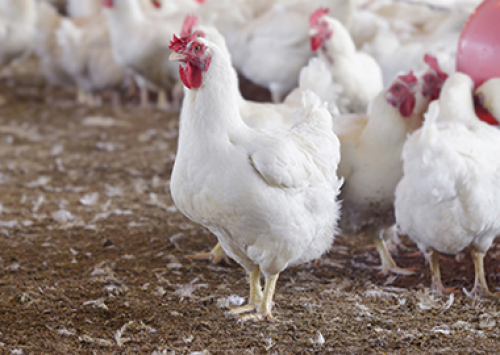 Especialista da Trouw Nutrition fala sobre os antibióticos na avicultura