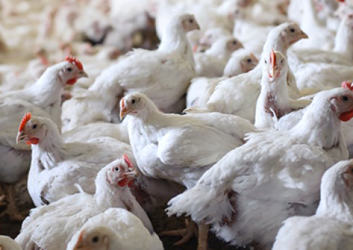 Animais precisam de medicamentos, alerta Sindan sobre a greve rodoviária