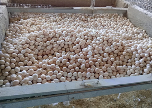 Mais de 30 milhões de aves e suínos podem morrer no Espírito Santo