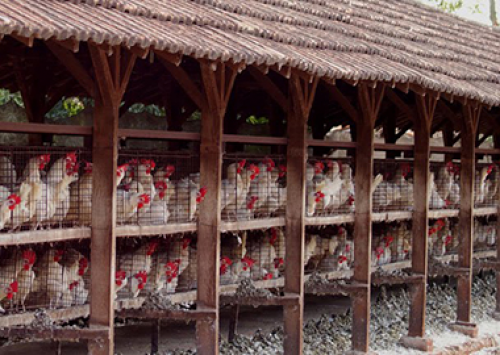 Avicultores de Guatapará (SP) pedem ações para desbloquear estradas