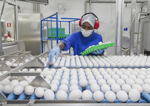 Gazeta do Povo mostra evolução avícola através do Aviário Santo Antonio