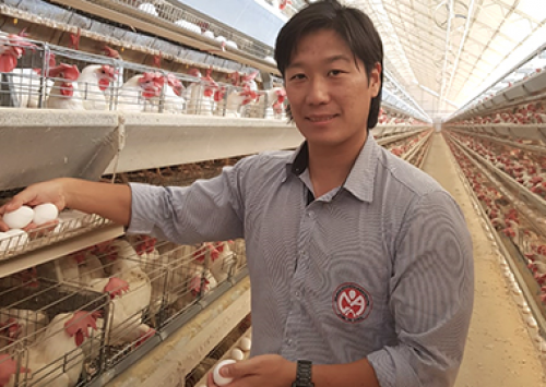 Aves Novogen: destaque por ovos tipo extra e produção persistente