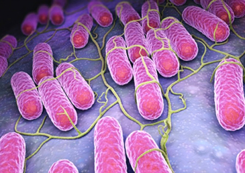 Workshop debate desafios da biosseguridade no controle das salmoneloses