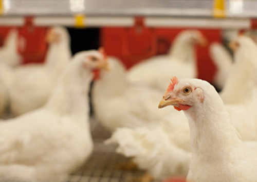 Pesquisa mostra aumento na produção de ovos com o uso de minerais orgânicos