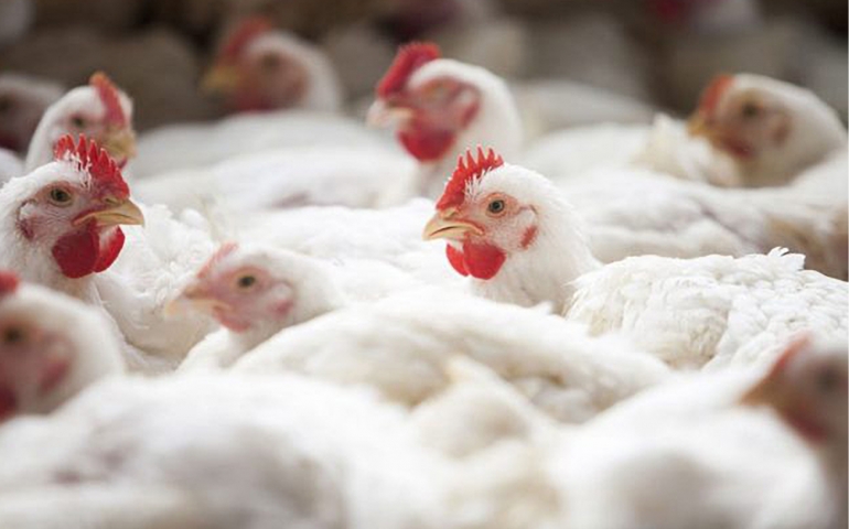 Ásia impulsiona crescimento global do mercado de aves