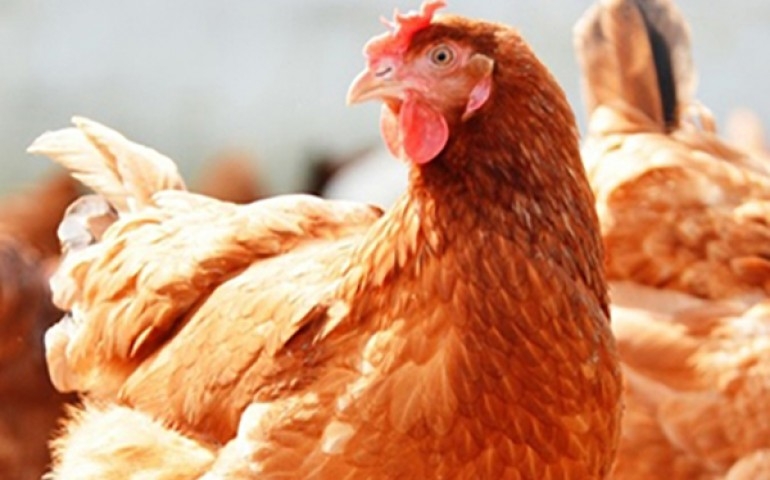 Grupo BEA realiza no Paraná encontros que debatem o bem-estar animal