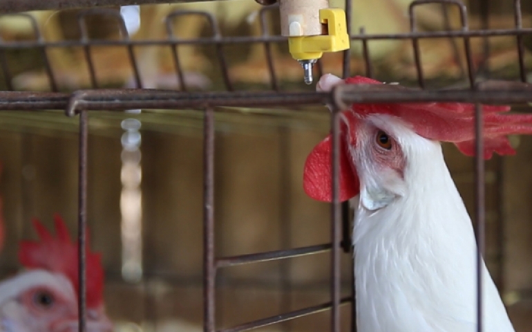 Suplementação em água para aves de postura