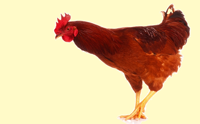 Qual a melhor vacina contra a bronquite infecciosa? Pergunte à galinha!