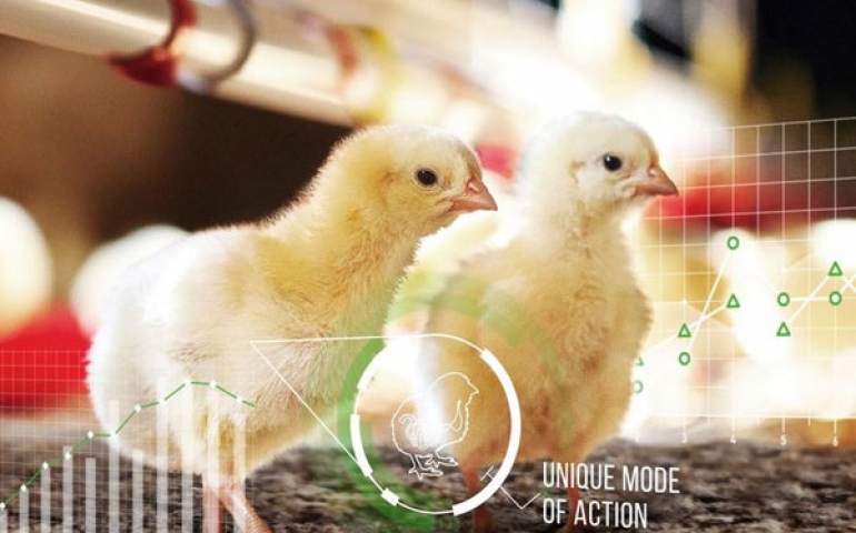 Nova enzima ajuda avicultores a produzir mais com menos ração