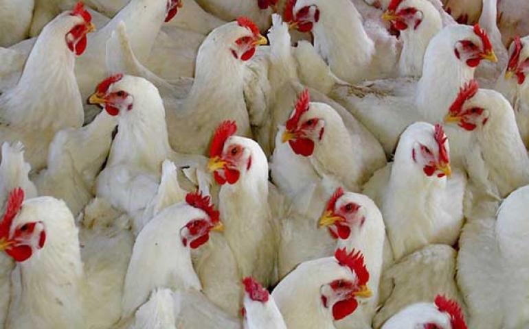 Paraná alcança terceira maior marca de abate de frango da história