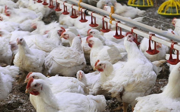 Brasil exporta 322,1 mil toneladas de carne de frango em novembro