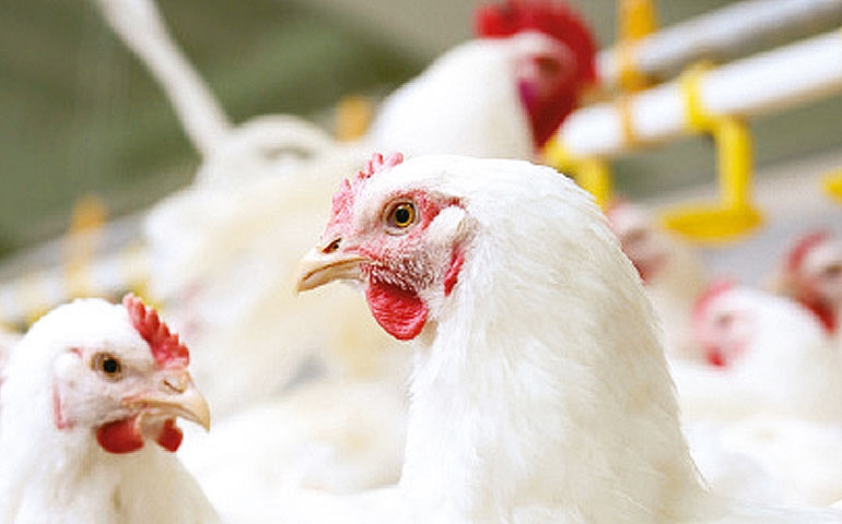 Abate de frangos no Paraná alcança mês de novembro histórico