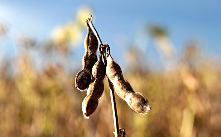 Paraguai deve aumentar produção de soja e milho em 50% até 2028